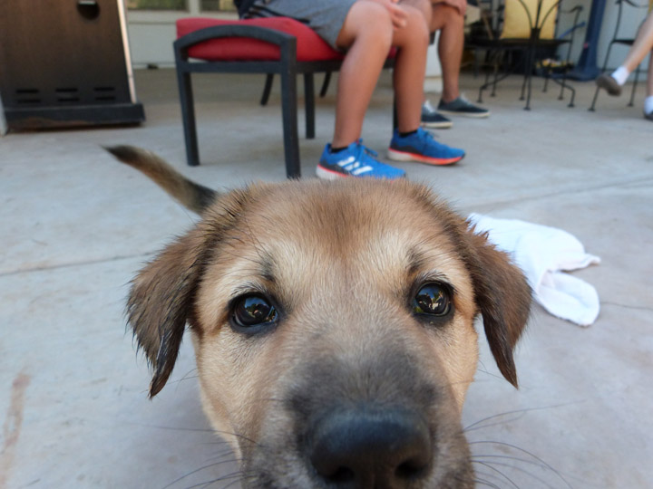 chinook dog